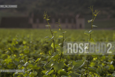 ( FRANCIA  )  BORGOGNA  PAESAGGIO CON VIGNE © 1999 Graziano Arici/Rosebud2 / GEO VINO