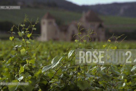 ( FRANCIA  )  BORGOGNA  PAESAGGIO CON VIGNE © 1999 Graziano Arici/Rosebud2 / GEO VINO