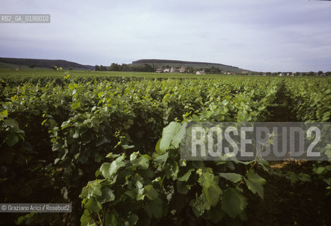 ( FRANCIA  )  BORGOGNA  PAESAGGIO CON VIGNE © 1999 Graziano Arici/Rosebud2 / GEO VINO