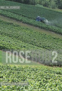 ( FRANCIA  )  BORGOGNA  PAESAGGIO CON VIGNE © 1999 Graziano Arici/Rosebud2 / GEO VINO