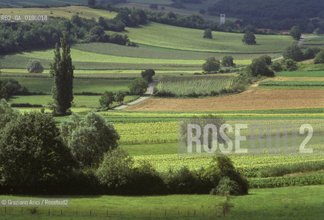 ( FRANCIA  )  BORGOGNA  PAESAGGIO CON VIGNE © 1999 Graziano Arici/Rosebud2 / GEO VINO