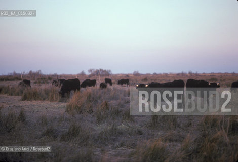 ( FRANCIA  )  PROVENCE-ALPES-COTE DAZUR PARCO NATURALE DELLA CAMARGUE : ALLEVAMENTO DI TORI © 1999 Graziano Arici/Rosebud2 / GEO