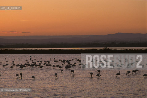 ( FRANCIA  )  PROVENCE-ALPES-COTE DAZUR PARCO NATURALE DELLA CAMARGUE : FLAMANT ROSE FENICOTTERI © 1999 Graziano Arici/Rosebud2 / GEO UCCELLO