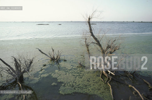 ( FRANCIA  )  PROVENCE-ALPES-COTE DAZUR PARCO NATURALE DELLA CAMARGUE : STAGNO © 1999 Graziano Arici/Rosebud2 / GEO