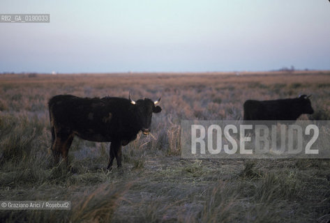( FRANCIA  )  PROVENCE-ALPES-COTE DAZUR PARCO NATURALE DELLA CAMARGUE : ALLEVAMENTO DI TORI © 1999 Graziano Arici/Rosebud2 / GEO