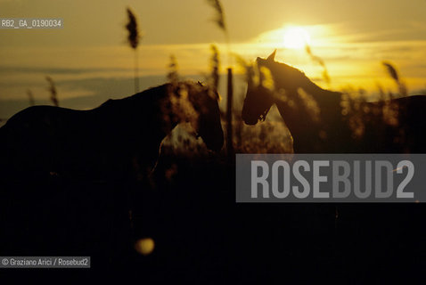 ( FRANCIA  )  PROVENCE-ALPES-COTE DAZUR PARCO NATURALE DELLA CAMARGUE : CAVALLI © 1999 Graziano Arici/Rosebud2 / GEO