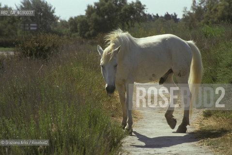 ( FRANCIA  )  PROVENCE-ALPES-COTE DAZUR PARCO NATURALE DELLA CAMARGUE : CAVALLO © 1999 Graziano Arici/Rosebud2 / GEO