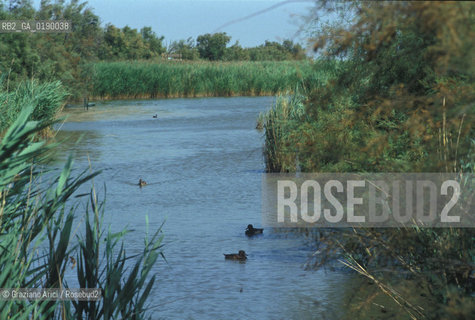 ( FRANCIA  )  PROVENCE-ALPES-COTE DAZUR PARCO NATURALE DELLA CAMARGUE : STAGNO © 1999 Graziano Arici/Rosebud2 / GEO UCCELLO