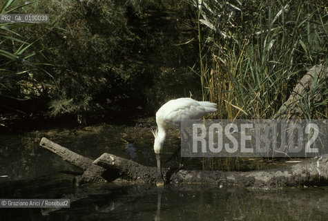 ( FRANCIA  )  PROVENCE-ALPES-COTE DAZUR PARCO NATURALE DELLA CAMARGUE : AIRONE COL BECCO A SPATOLA © 1999 Graziano Arici/Rosebud2 / GEO UCCELLO