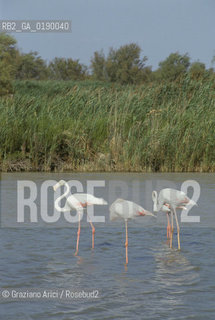 ( FRANCIA  )  PROVENCE-ALPES-COTE DAZUR PARCO NATURALE DELLA CAMARGUE : FLAMANT ROSE FENICOTTERI © 1999 Graziano Arici/Rosebud2 / GEO UCCELLO