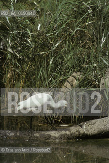 ( FRANCIA  )  PROVENCE-ALPES-COTE DAZUR PARCO NATURALE DELLA CAMARGUE : AIRONE COL BECCO A SPATOLA © 1999 Graziano Arici/Rosebud2 / GEO UCCELLO