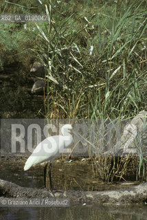 ( FRANCIA  )  PROVENCE-ALPES-COTE DAZUR PARCO NATURALE DELLA CAMARGUE : AIRONE COL BECCO A SPATOLA © 1999 Graziano Arici/Rosebud2 / GEO UCCELLO