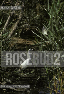 ( FRANCIA  )  PROVENCE-ALPES-COTE DAZUR PARCO NATURALE DELLA CAMARGUE : AIRONE  © 1999 Graziano Arici/Rosebud2 / GEO UCCELLO