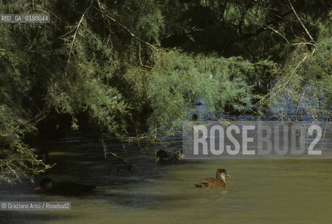 ( FRANCIA  )  PROVENCE-ALPES-COTE DAZUR PARCO NATURALE DELLA CAMARGUE : ANATRE © 1999 Graziano Arici/Rosebud2 / GEO UCCELLO