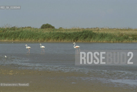 ( FRANCIA  )  PROVENCE-ALPES-COTE DAZUR PARCO NATURALE DELLA CAMARGUE : FLAMANT ROSE FENICOTTERI © 1999 Graziano Arici/Rosebud2 / GEO UCCELLO
