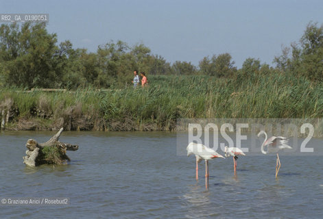 ( FRANCIA  )  PROVENCE-ALPES-COTE DAZUR PARCO NATURALE DELLA CAMARGUE : FLAMANT ROSE FENICOTTERI © 1999 Graziano Arici/Rosebud2 / GEO UCCELLO