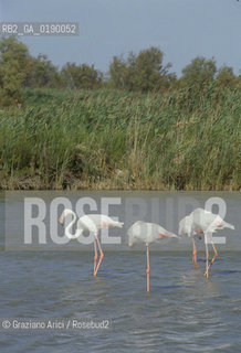 ( FRANCIA  )  PROVENCE-ALPES-COTE DAZUR PARCO NATURALE DELLA CAMARGUE : FLAMANT ROSE FENICOTTERI © 1999 Graziano Arici/Rosebud2 / GEO UCCELLO