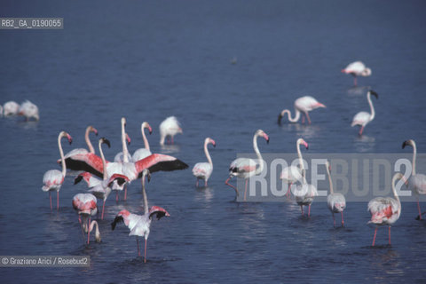 ( FRANCIA  )  PROVENCE-ALPES-COTE DAZUR PARCO NATURALE DELLA CAMARGUE : FLAMANT ROSE FENICOTTERI © 1999 Graziano Arici/Rosebud2 / GEO UCCELLO