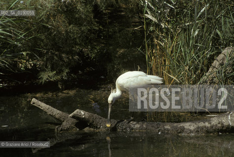 ( FRANCIA  )  PROVENCE-ALPES-COTE DAZUR PARCO NATURALE DELLA CAMARGUE : AIRONE COL BECCO A SPATOLA © 1999 Graziano Arici/Rosebud2 / GEO UCCELLO