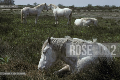 ( FRANCIA  )  PROVENCE-ALPES-COTE DAZUR PARCO NATURALE DELLA CAMARGUE : CAVALLI © 1999 Graziano Arici/Rosebud2 / GEO