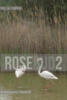( FRANCIA  )  PROVENCE-ALPES-COTE DAZUR PARCO NATURALE DELLA CAMARGUE : FLAMANT ROSE FENICOTTERI © 1999 Graziano Arici/Rosebud2 / GEO UCCELLO