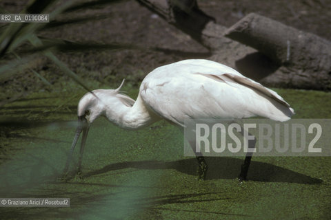 ( FRANCIA  )  PROVENCE-ALPES-COTE DAZUR PARCO NATURALE DELLA CAMARGUE : AIRONE COL BECCO A SPATOLA © 1999 Graziano Arici/Rosebud2 / GEO UCCELLO