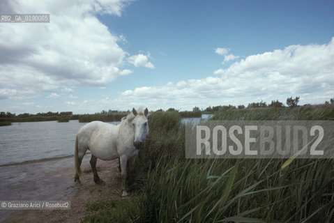 ( FRANCIA  )  PROVENCE-ALPES-COTE DAZUR PARCO NATURALE DELLA CAMARGUE : CAVALLO © 1999 Graziano Arici/Rosebud2 / GEO