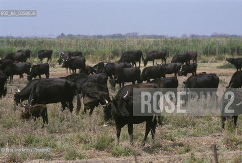 ( FRANCIA  )  PROVENCE-ALPES-COTE DAZUR PARCO NATURALE DELLA CAMARGUE : ALLEVAMENTO DI TORI © 1999 Graziano Arici/Rosebud2 / GEO