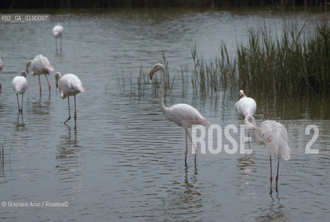 ( FRANCIA  )  PROVENCE-ALPES-COTE DAZUR PARCO NATURALE DELLA CAMARGUE : FLAMANT ROSE FENICOTTERI © 1999 Graziano Arici/Rosebud2 / GEO UCCELLO