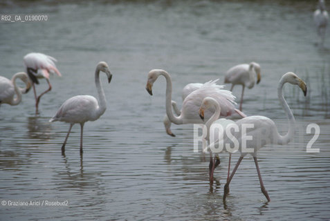 ( FRANCIA  )  PROVENCE-ALPES-COTE DAZUR PARCO NATURALE DELLA CAMARGUE : FLAMANT ROSE FENICOTTERI © 1999 Graziano Arici/Rosebud2 / GEO UCCELLO