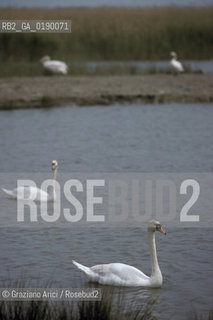 ( FRANCIA  )  PROVENCE-ALPES-COTE DAZUR PARCO NATURALE DELLA CAMARGUE : CIGNO © 1999 Graziano Arici/Rosebud2 / GEO UCCELLO