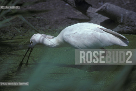 ( FRANCIA  )  PROVENCE-ALPES-COTE DAZUR PARCO NATURALE DELLA CAMARGUE : AIRONE COL BECCO A SPATOLA © 1999 Graziano Arici/Rosebud2 / GEO UCCELLO