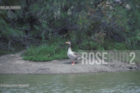 ( FRANCIA  )  PROVENCE-ALPES-COTE DAZUR PARCO NATURALE DELLA CAMARGUE : OCA SELVATICA © 1999 Graziano Arici/Rosebud2 / GEO UCCELLO