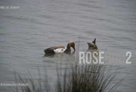 ( FRANCIA  )  PROVENCE-ALPES-COTE DAZUR PARCO NATURALE DELLA CAMARGUE : ANATRA © 1999 Graziano Arici/Rosebud2 / GEO UCCELLO