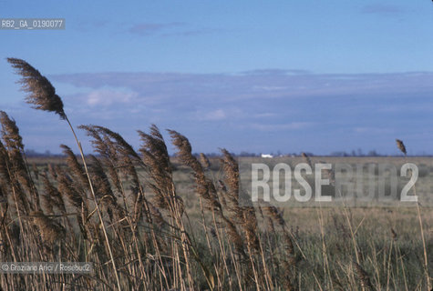 ( FRANCIA  )  PROVENCE-ALPES-COTE DAZUR PARCO NATURALE DELLA CAMARGUE : PAESAGGIO © 1999 Graziano Arici/Rosebud2 / GEO