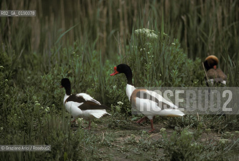 ( FRANCIA  )  PROVENCE-ALPES-COTE DAZUR PARCO NATURALE DELLA CAMARGUE : ANATRE VOLPOCA © 1999 Graziano Arici/Rosebud2 / GEO UCCELLO