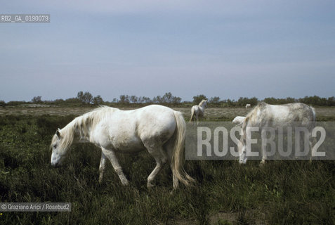 ( FRANCIA  )  PROVENCE-ALPES-COTE DAZUR PARCO NATURALE DELLA CAMARGUE : CAVALLI © 1999 Graziano Arici/Rosebud2 / GEO