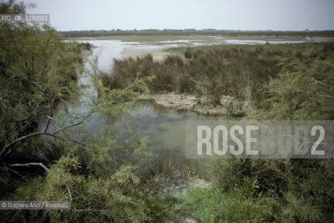 ( FRANCIA  )  PROVENCE-ALPES-COTE DAZUR PARCO NATURALE DELLA CAMARGUE : STAGNO © 1999 Graziano Arici/Rosebud2 / GEO