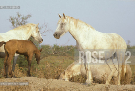 ( FRANCIA  )  PROVENCE-ALPES-COTE DAZUR PARCO NATURALE DELLA CAMARGUE : CAVALLO © 1999 Graziano Arici/Rosebud2 / GEO