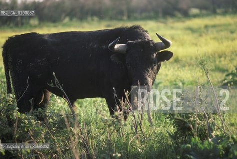 ( FRANCIA  )  PROVENCE-ALPES-COTE DAZUR PARCO NATURALE DELLA CAMARGUE : ALLEVAMENTO DI TORI © 1999 Graziano Arici/Rosebud2 / GEO