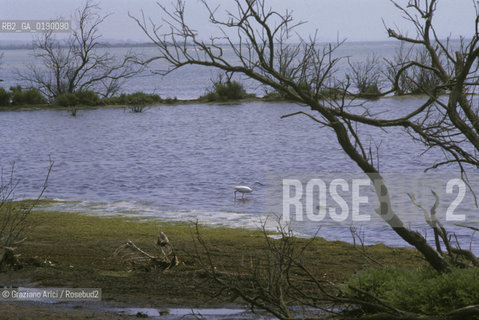 ( FRANCIA  )  PROVENCE-ALPES-COTE DAZUR PARCO NATURALE DELLA CAMARGUE : STAGNO © 1999 Graziano Arici/Rosebud2 / GEO