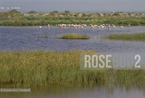 ( FRANCIA  )  PROVENCE-ALPES-COTE DAZUR PARCO NATURALE DELLA CAMARGUE : FLAMANT ROSE FENICOTTERI © 1999 Graziano Arici/Rosebud2 / GEO UCCELLO
