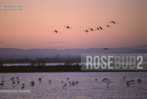 ( FRANCIA  )  PROVENCE-ALPES-COTE DAZUR PARCO NATURALE DELLA CAMARGUE : FLAMANT ROSE FENICOTTERI © 1999 Graziano Arici/Rosebud2 / GEO UCCELLO
