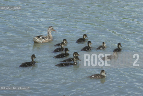 ( FRANCIA  )  PROVENCE-ALPES-COTE DAZUR PARCO NATURALE DELLA CAMARGUE : ANATRE © 1999 Graziano Arici/Rosebud2 / GEO UCCELLO
