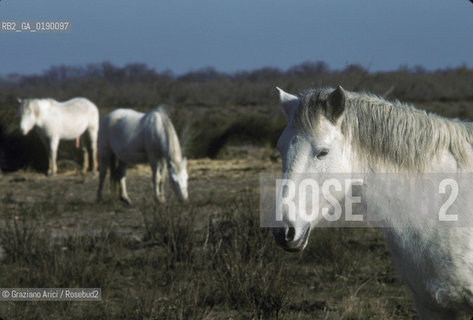 ( FRANCIA  )  PROVENCE-ALPES-COTE DAZUR PARCO NATURALE DELLA CAMARGUE : CAVALLI © 1999 Graziano Arici/Rosebud2 / GEO BIANCO
