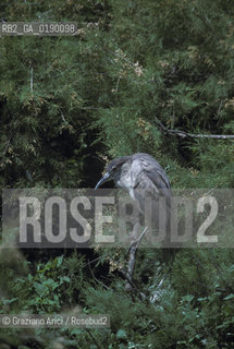 ( FRANCIA  )  PROVENCE-ALPES-COTE DAZUR PARCO NATURALE DELLA CAMARGUE : PICCOLO RAPACE © 1999 Graziano Arici/Rosebud2 / GEO UCCELLO