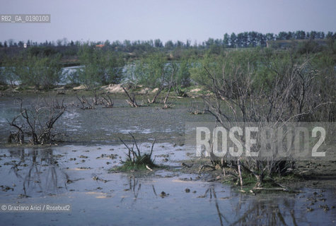 ( FRANCIA  )  PROVENCE-ALPES-COTE DAZUR PARCO NATURALE DELLA CAMARGUE : STAGNO © 1999 Graziano Arici/Rosebud2 / GEO