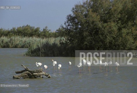 ( FRANCIA  )  PROVENCE-ALPES-COTE DAZUR PARCO NATURALE DELLA CAMARGUE : FLAMANT ROSE FENICOTTERI © 1999 Graziano Arici/Rosebud2 / GEO UCCELLO