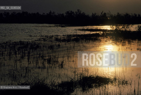 ( FRANCIA  )  PROVENCE-ALPES-COTE DAZUR PARCO NATURALE DELLA CAMARGUE : STAGNO © 1999 Graziano Arici/Rosebud2 / GEO