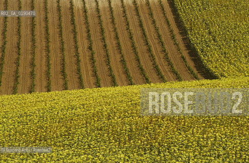 ( FRANCIA  )  PROVENCE-ALPES-COTE DAZUR GORDES : CAMPAGNA © 1999 Graziano Arici/Rosebud2 / GEO  GIALLO GIRASOLI